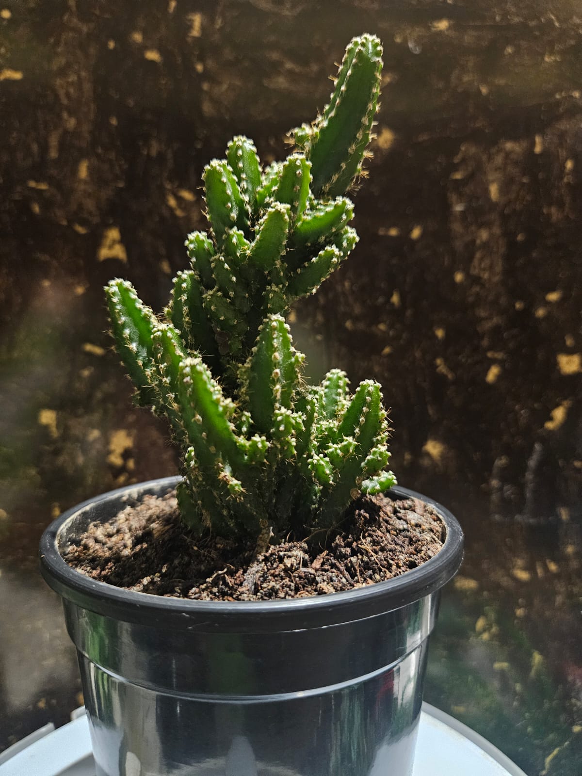 Cacti